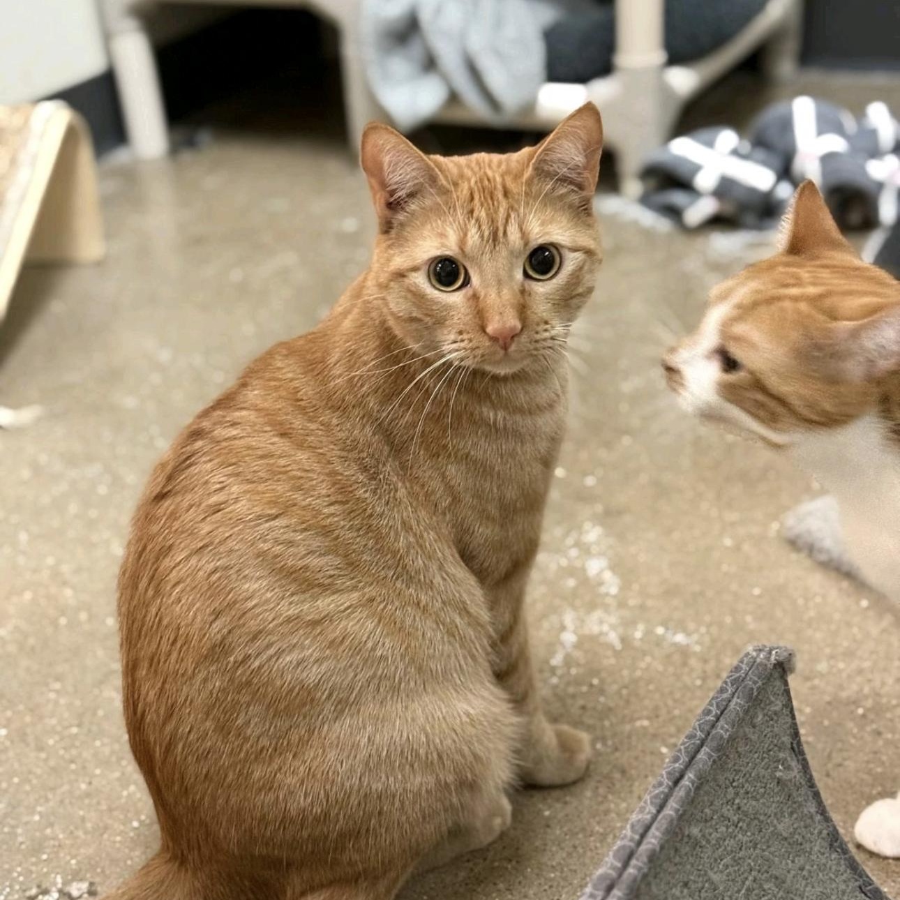 Mork, a Adoptable American Shorthair in Sunset Valley, TX image 6/6