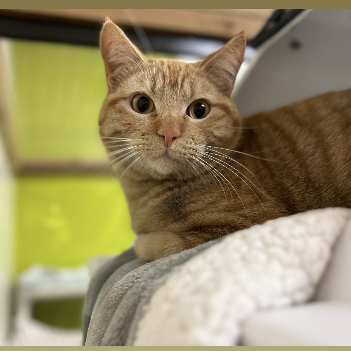 Mork, a Adoptable American Shorthair in Sunset Valley, TX image 2/6