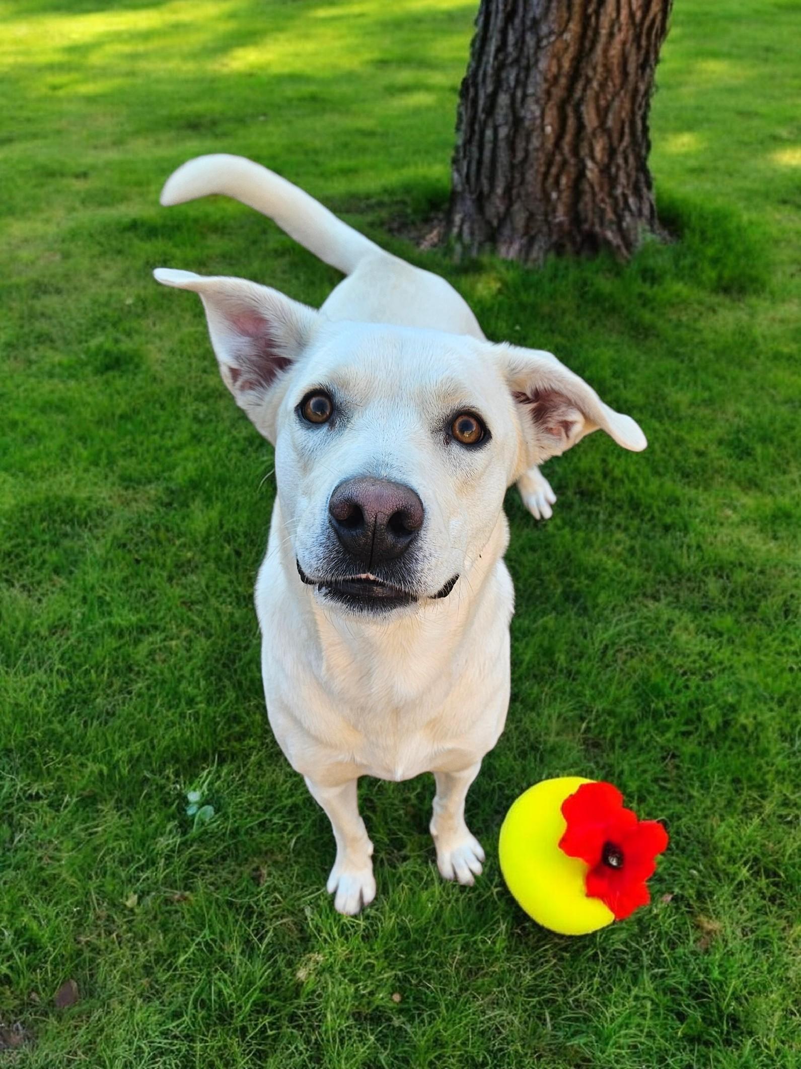 Nala, a Adoptable Labrador Retriever in McKinney, TX image 2/3