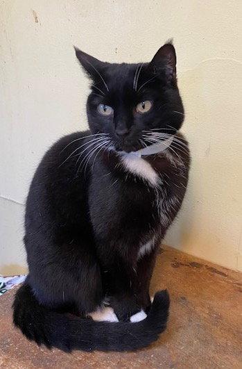 Evie, Adoptable, Adult Female Domestic Short Hair.
