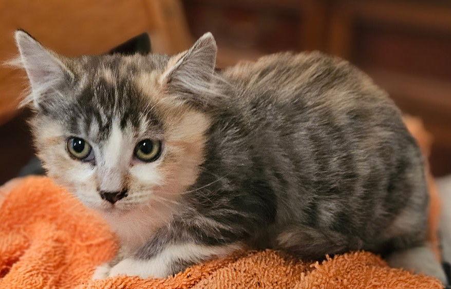 Holly, Adoptable, Kitten Female Domestic Short Hair.