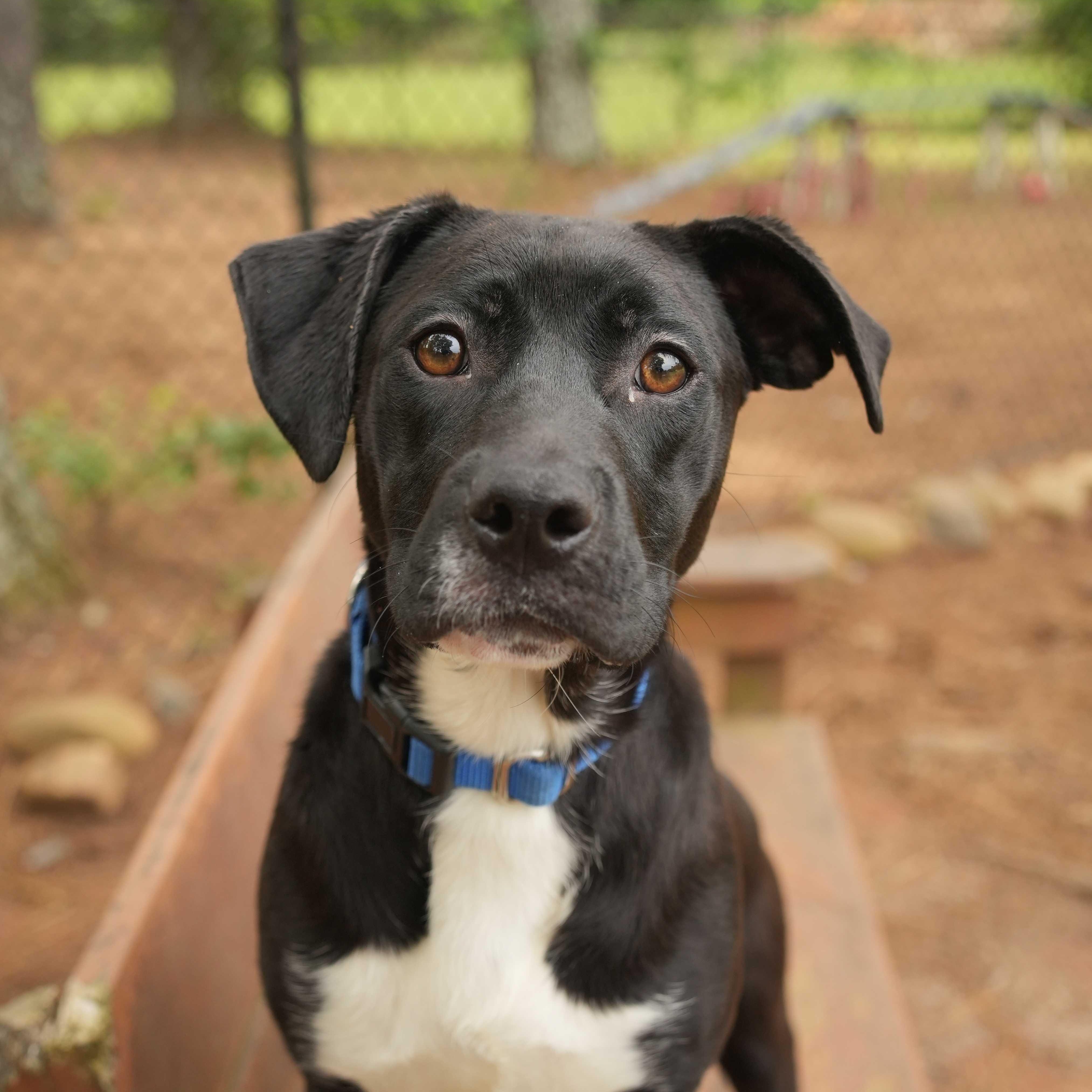 Arya 63097, ADOPTABLE, Adult Female Mixed Breed.