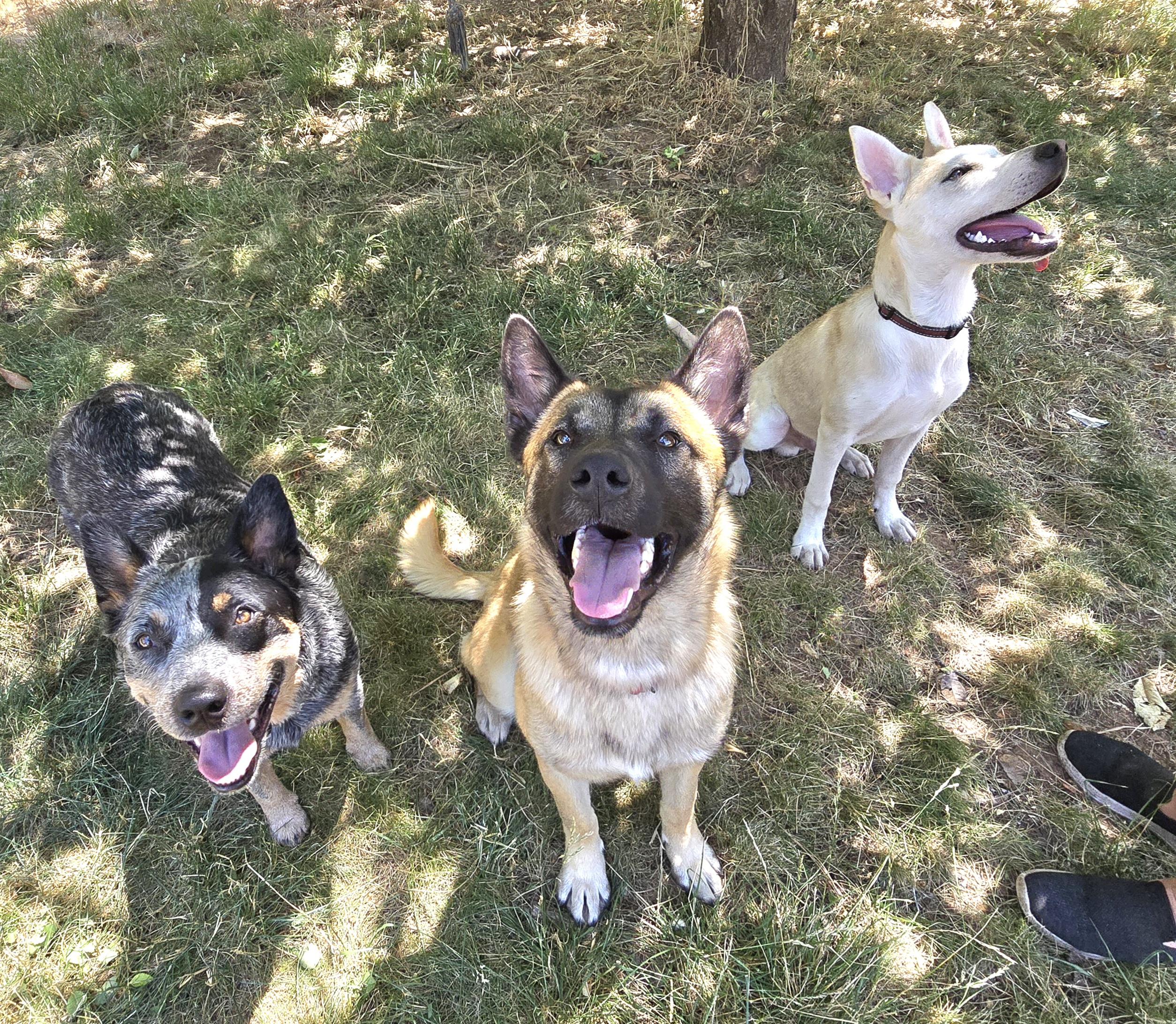 Kane, a Adoptable mixed breed in Cottonwood, CA image 2/4