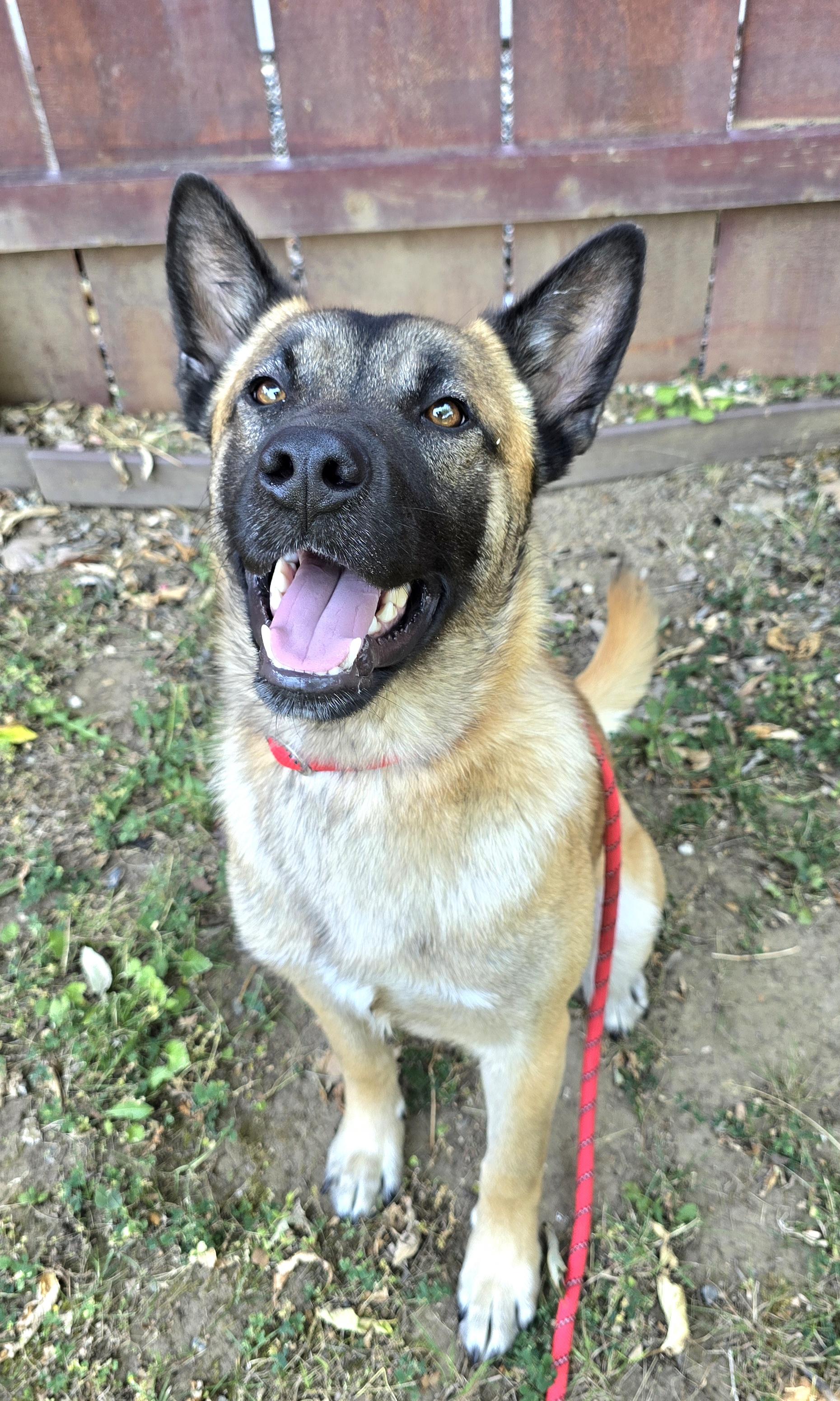 Kane, a Adoptable mixed breed in Cottonwood, CA image 3/4