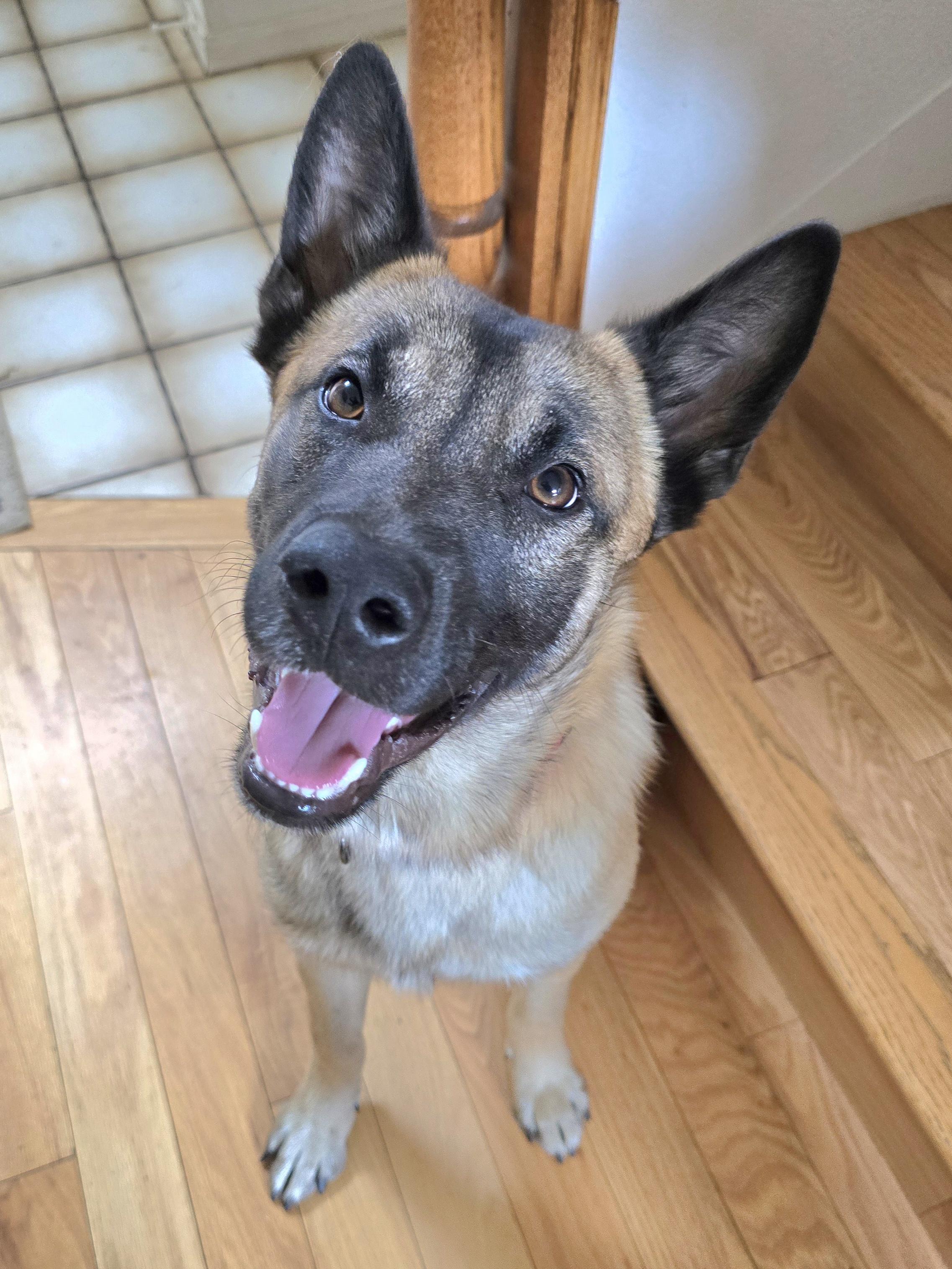 Kane, Adoptable, Young Male German Shepherd Dog & Belgian Shepherd / Malinois.