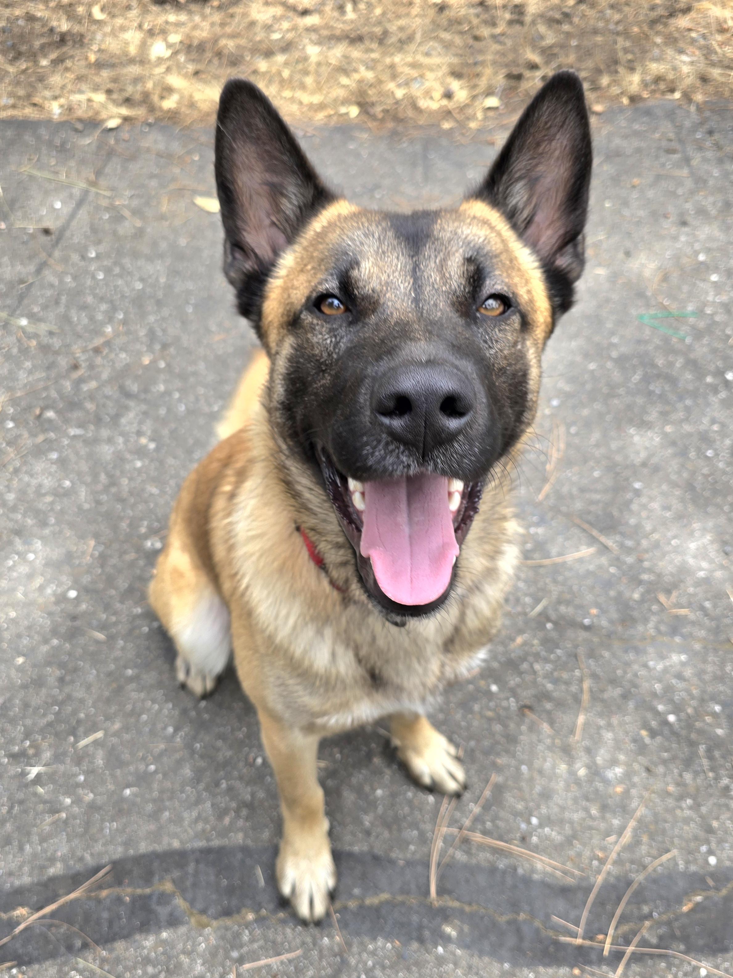 Kane, a Adoptable mixed breed in Cottonwood, CA image 4/4