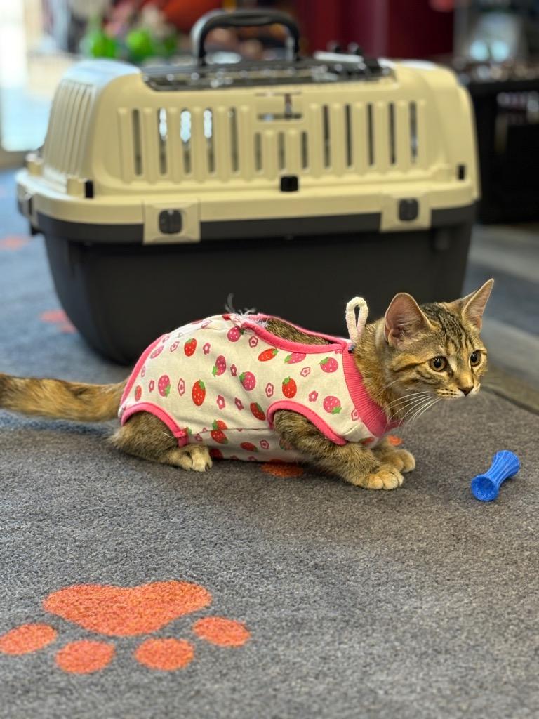 Fox in Sox, Adoptable, Young Female Domestic Short Hair.