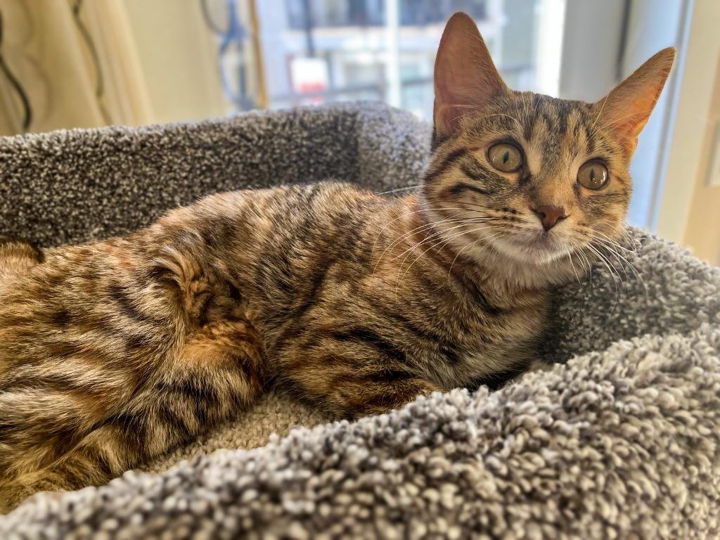 Enlarge Fox in Sox, a Adoptable mixed breed in Calgary, AB image 2/5