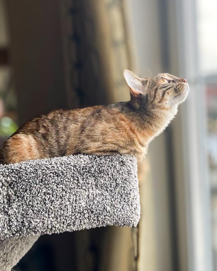 Enlarge Fox in Sox, a Adoptable mixed breed in Calgary, AB image 1/5