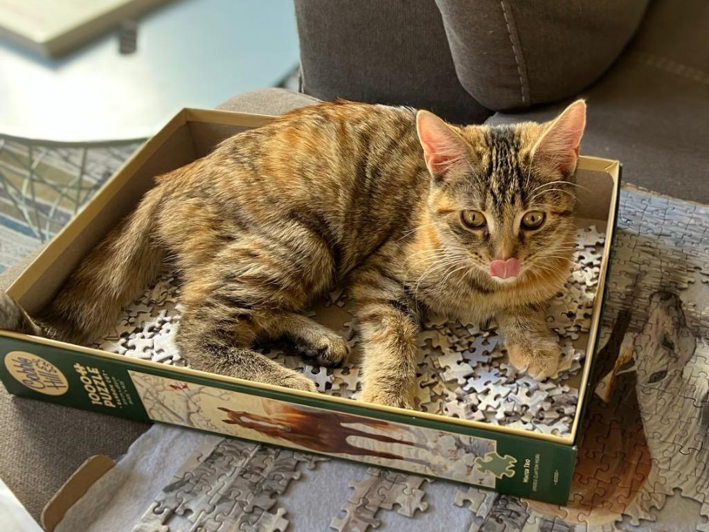 Fox in Sox, Adoptable, Young Female Domestic Short Hair.