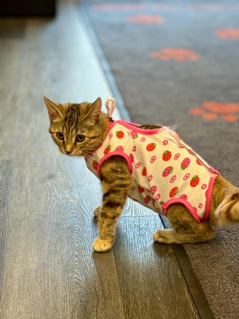 Enlarge Fox in Sox, a Adoptable mixed breed in Calgary, AB image 3/5