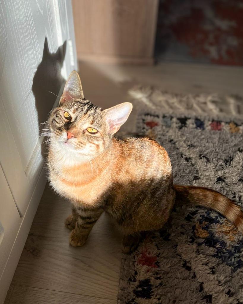 Enlarge Fox in Sox, a Adoptable mixed breed in Calgary, AB image 4/5