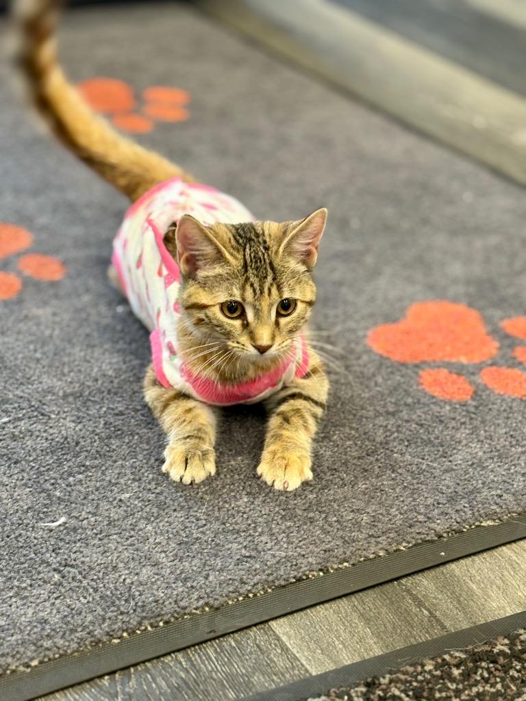 Enlarge Fox in Sox, a Adoptable mixed breed in Calgary, AB image 5/5