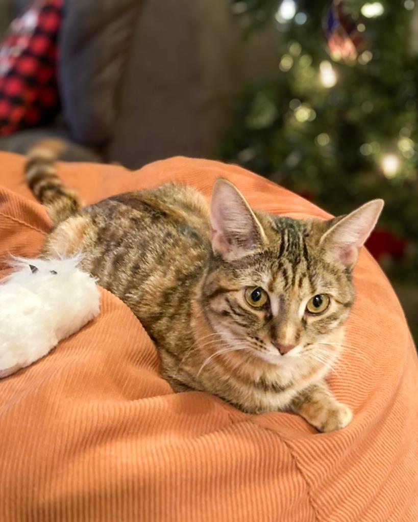 Enlarge Fox in Sox, a Adoptable mixed breed in Calgary, AB image 5/5