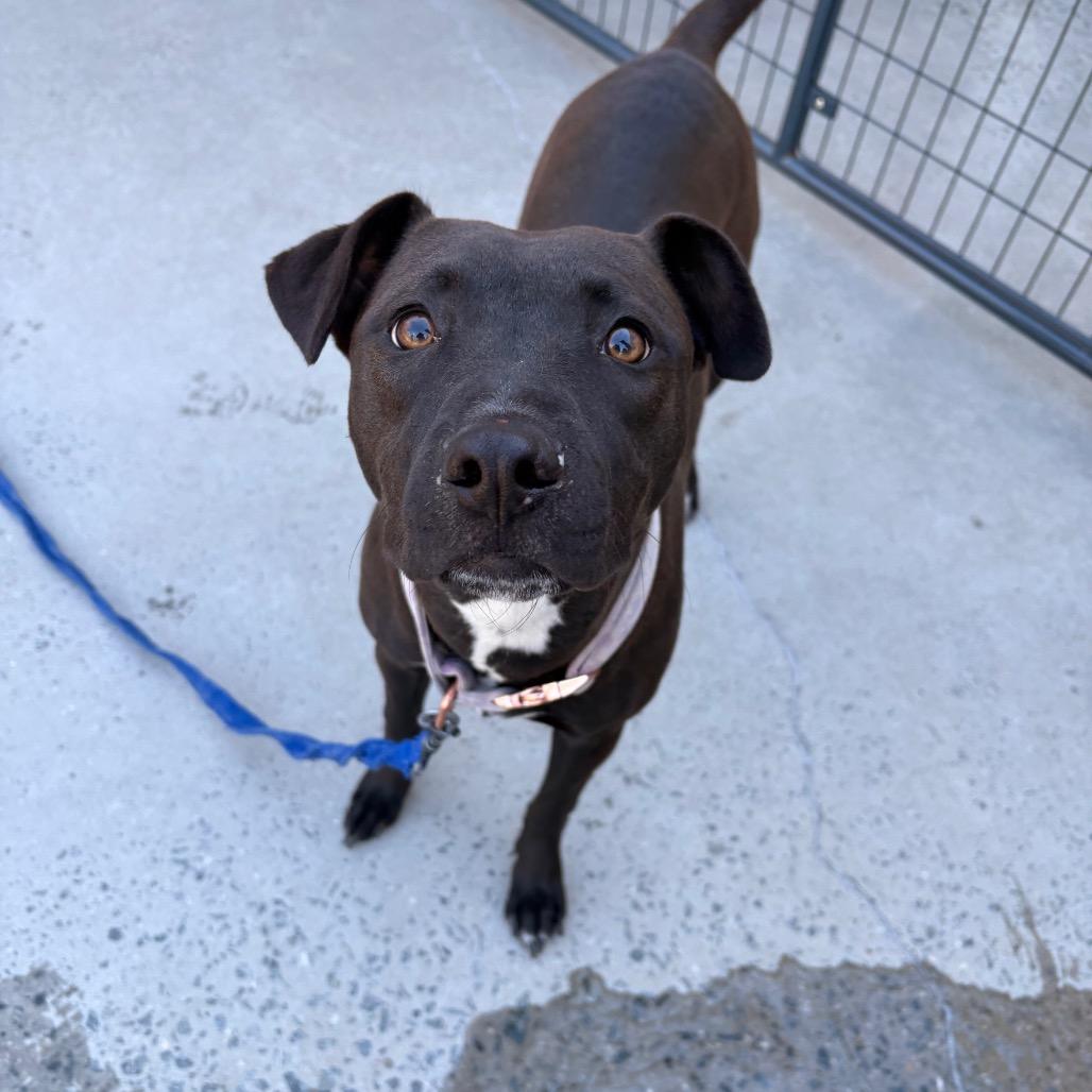 Midge, Adoptable, Young Female Mixed Breed.