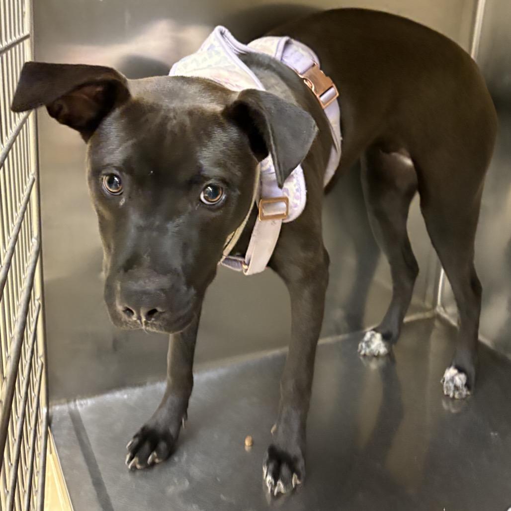 Enlarge Midge, a Adoptable Mixed Breed in Winston-Salem, NC image 2/2