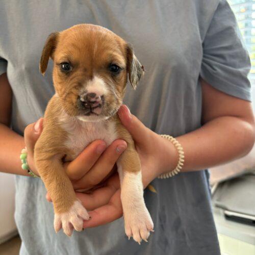 Enlarge Brooks, a Adoptable mixed breed in Langley, BC image 2/2