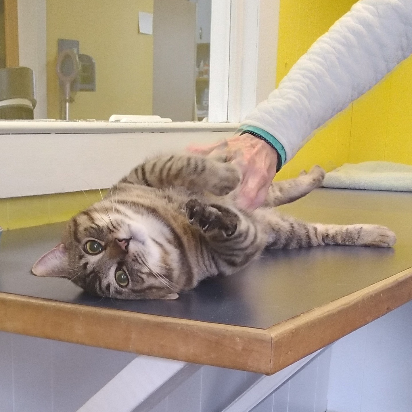 Dutch, Adopted, Adult Male Domestic Short Hair.