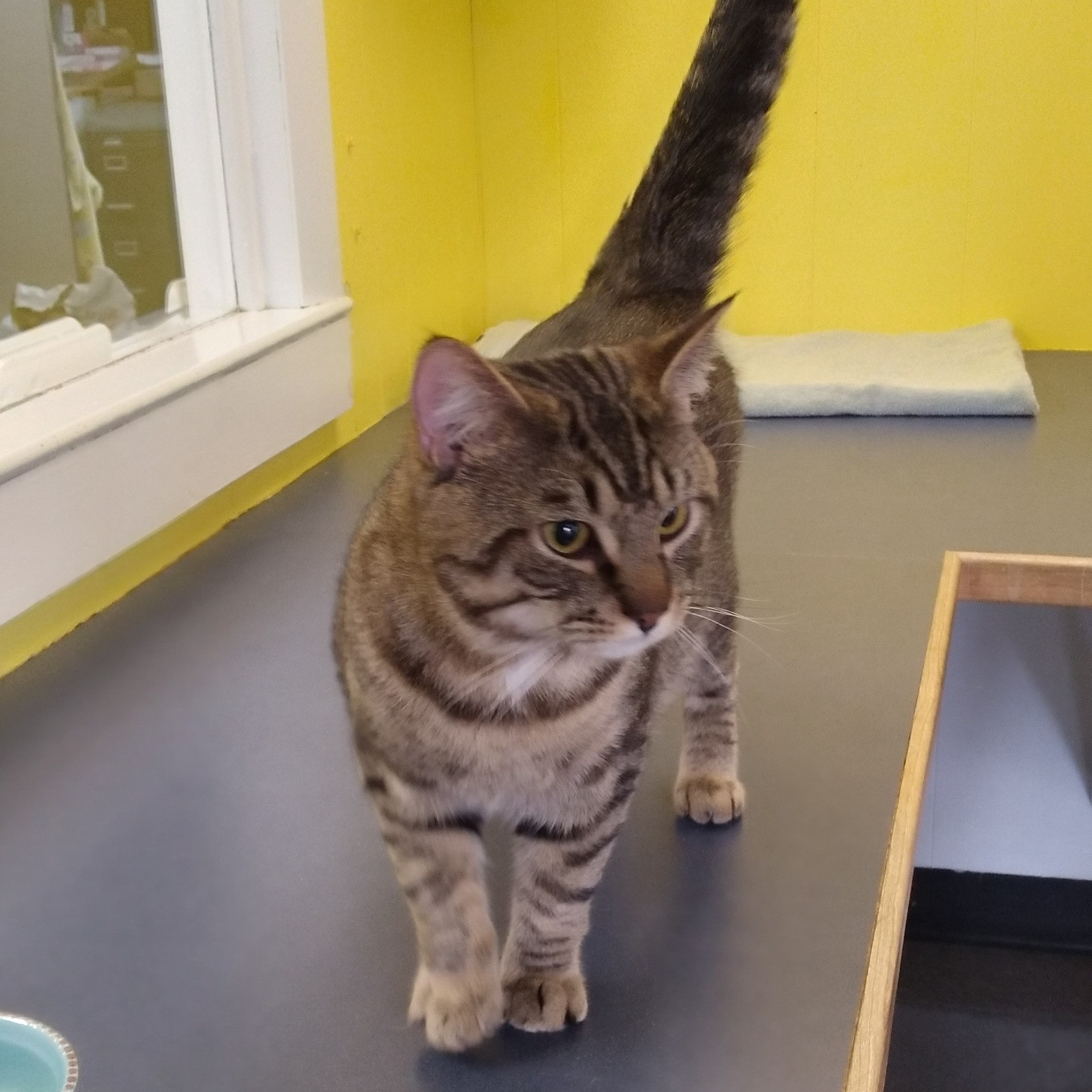 Dutch, a Adopted Domestic Short Hair in Charlestown, NH image 2/2