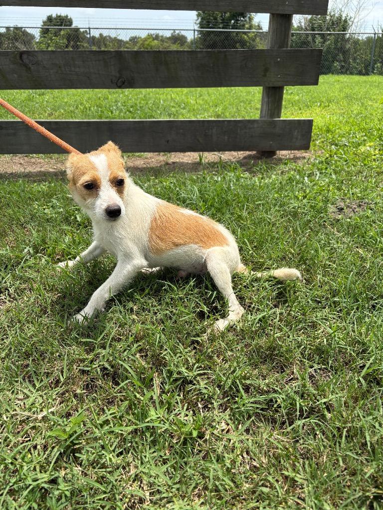 Enlarge Gizzie, a Adoptable mixed breed in Wauchula, FL image 1/1