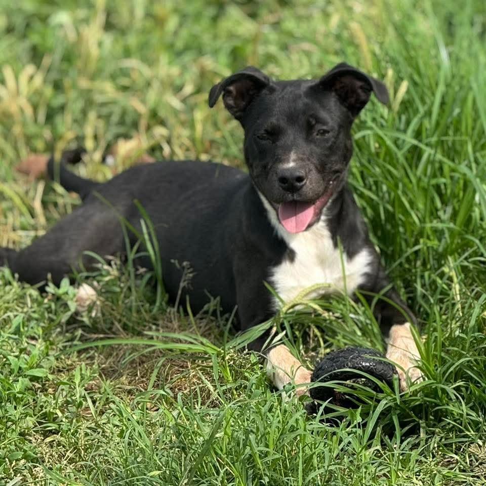 Chips, Adoptable, Young Male Mixed Breed.