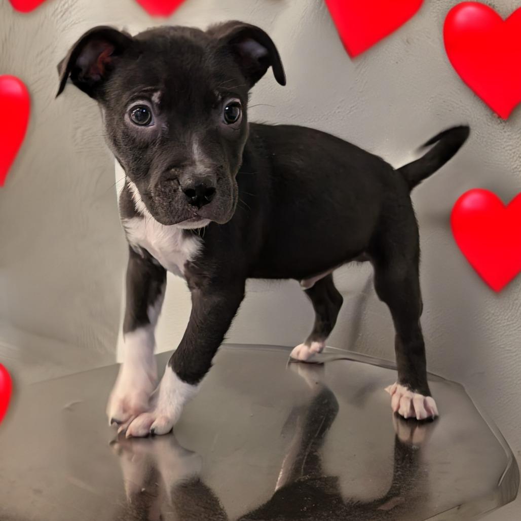 Chips, a Adoptable Mixed Breed in Huntsville, AL image 2/6