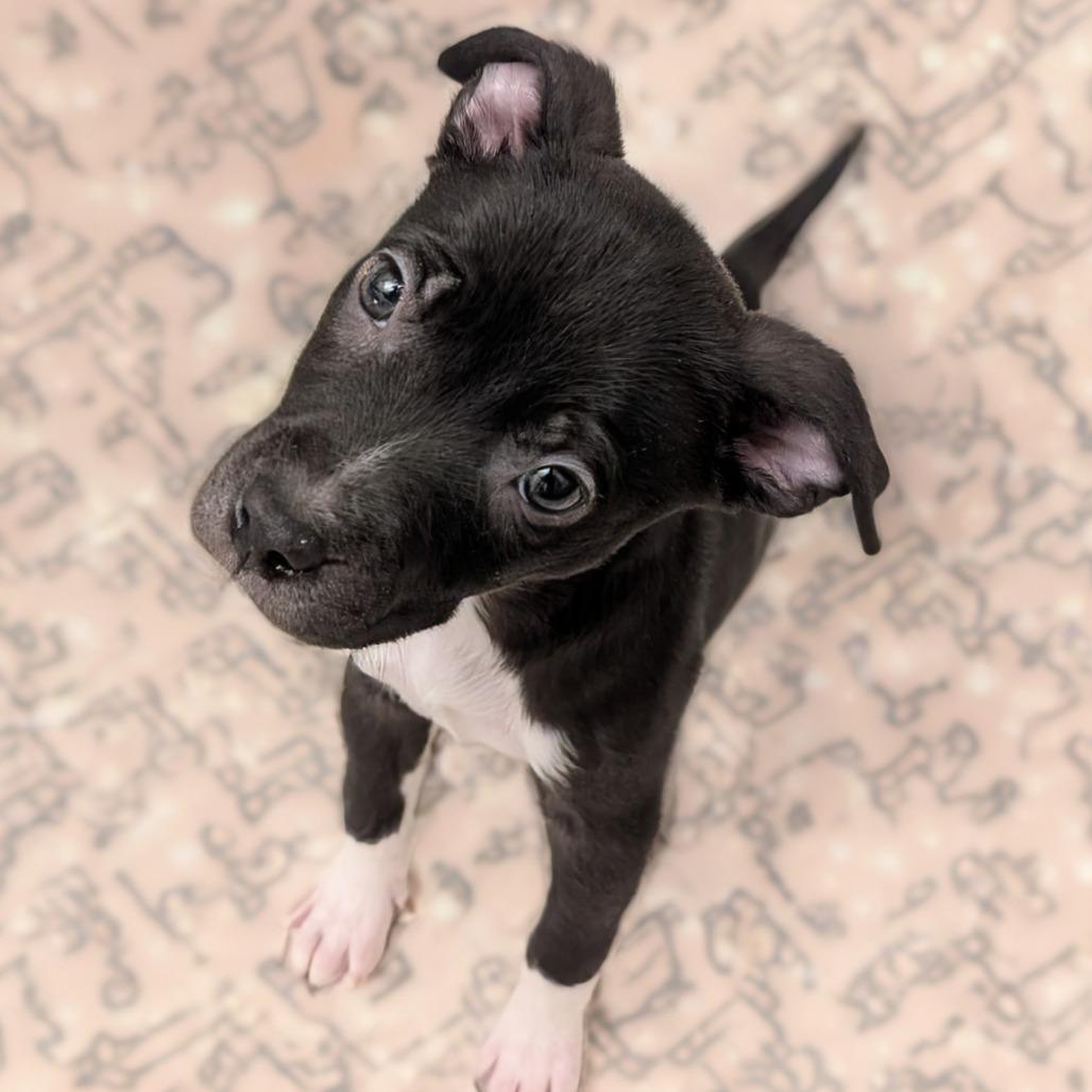 Chips, a Adoptable Mixed Breed in Huntsville, AL image 3/6