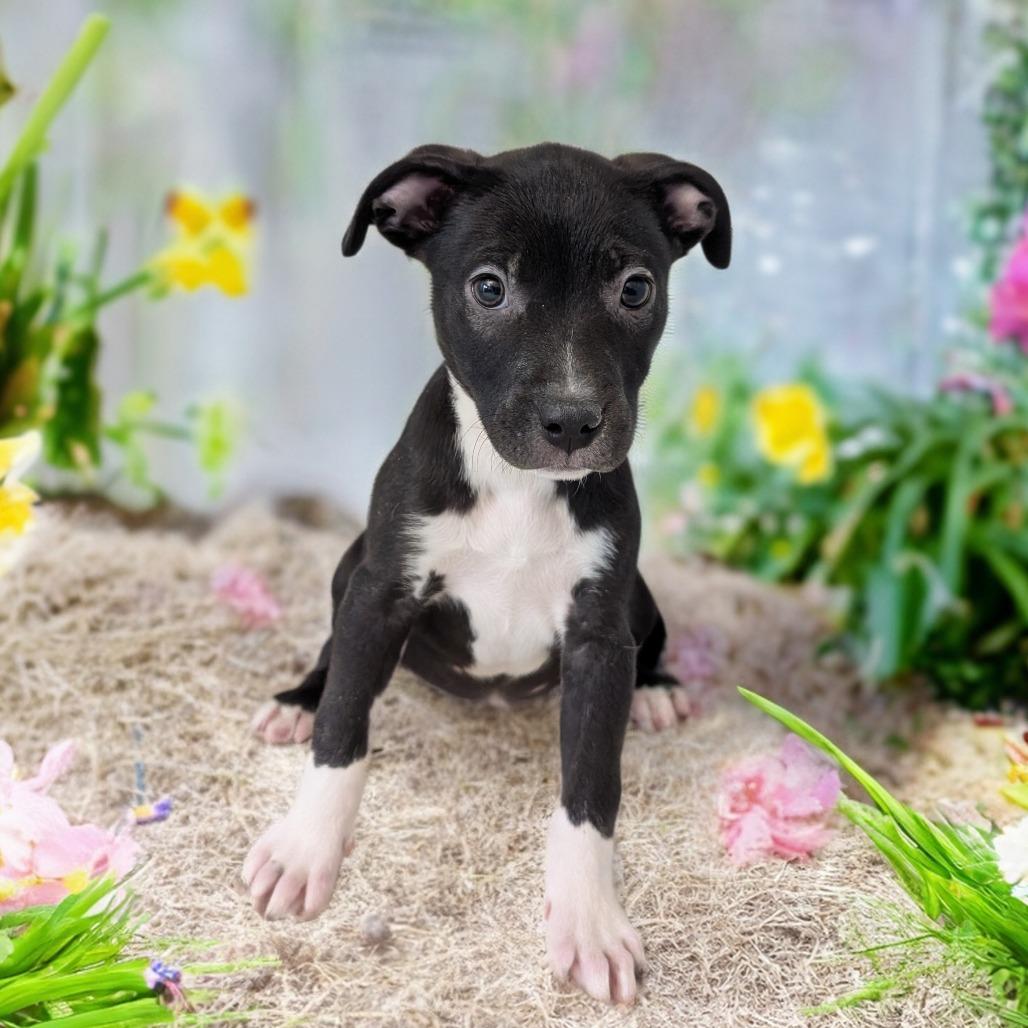 Chips, a Adoptable Mixed Breed in Huntsville, AL image 4/6