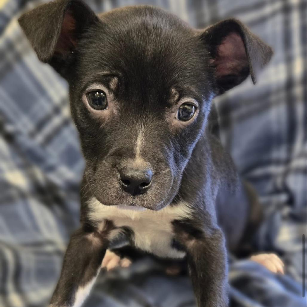 Chips, a Adoptable Mixed Breed in Huntsville, AL image 5/6