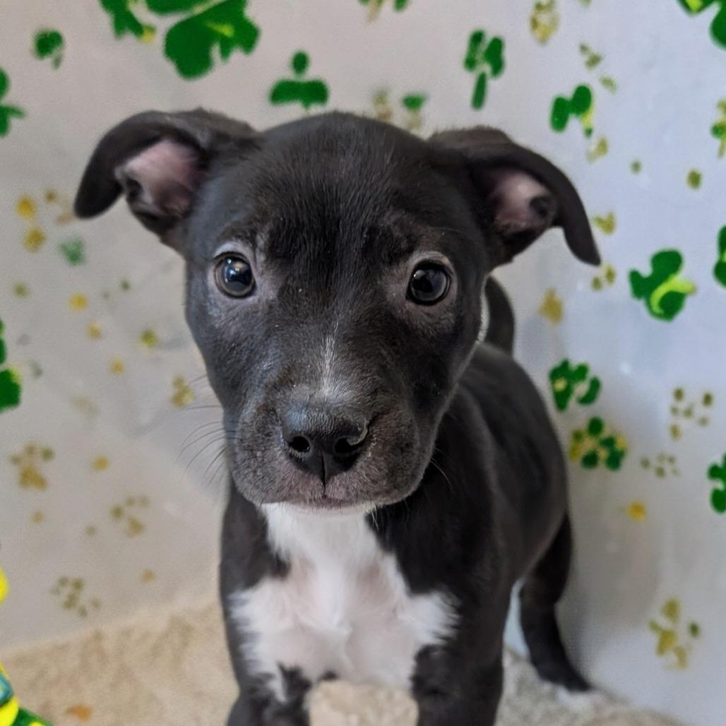 Chips, a Adoptable Mixed Breed in Huntsville, AL image 6/6