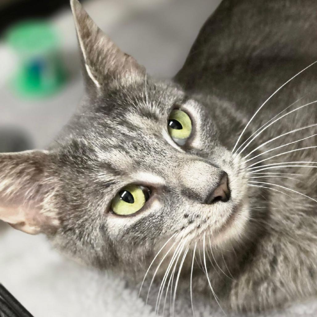 Mama Sadie, Adoptable, Adult Female Domestic Short Hair.