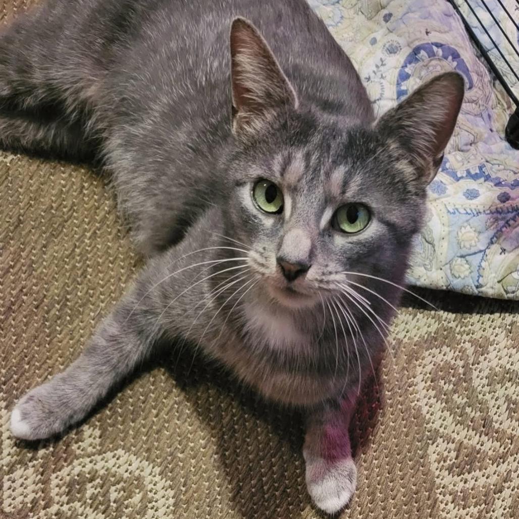 Mama Sadie, a Adoptable Domestic Short Hair in Middleburg Heights , OH image 2/4