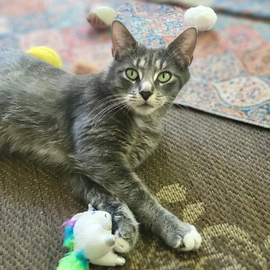 Mama Sadie, a Adoptable Domestic Short Hair in Middleburg Heights , OH image 3/4