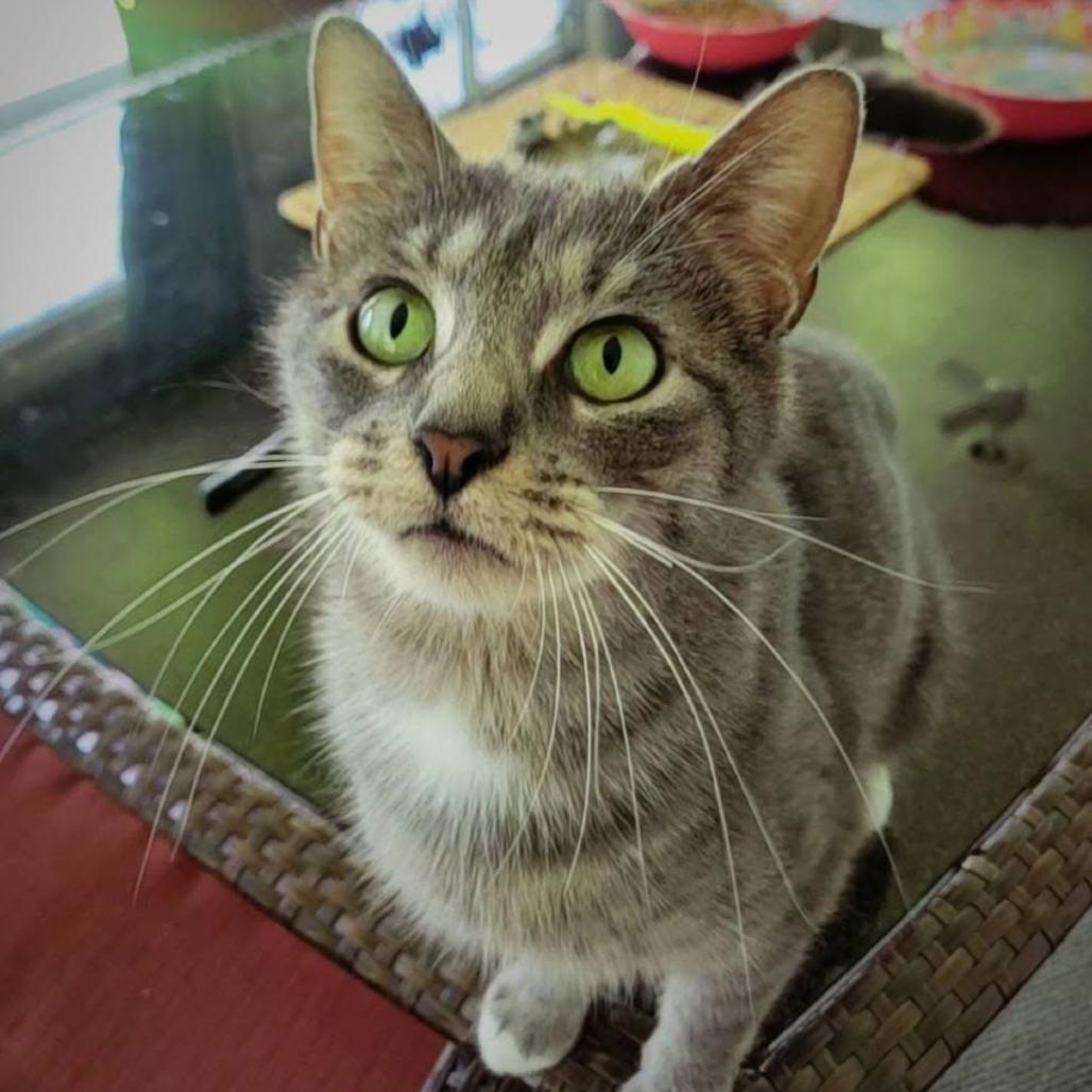 Mama Sadie, a Adoptable Domestic Short Hair in Middleburg Heights , OH image 4/4