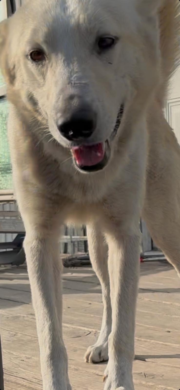 Tanner, a Adoptable Husky in Nampa, ID image 4/4