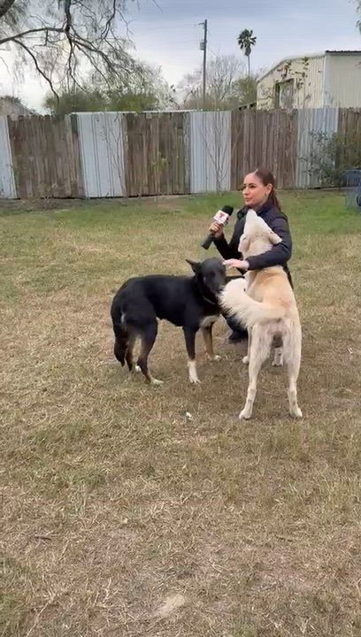 Enlarge Tanner, a Adoptable Husky in Nampa, ID video 2/4