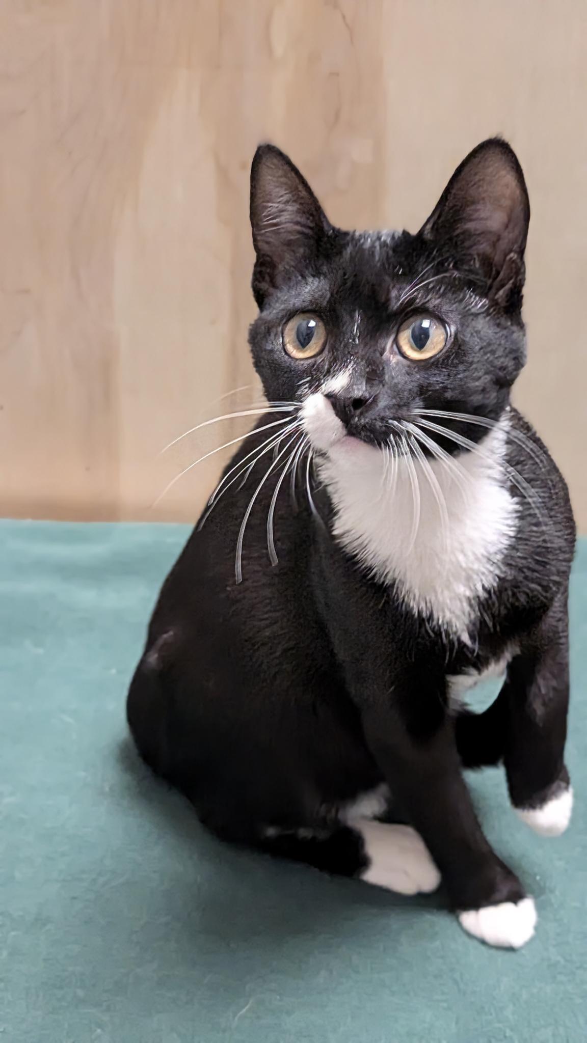 Enlarge Suzy, an adopted Domestic Short Hair in Petaluma, CA image 4/4