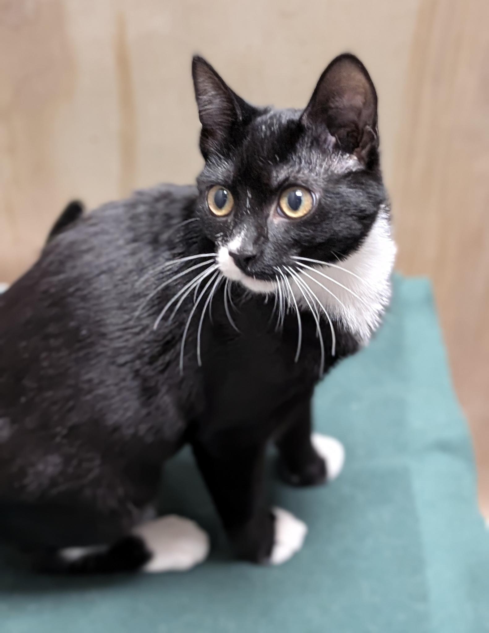 Enlarge Suzy, an adopted Domestic Short Hair in Petaluma, CA image 2/4