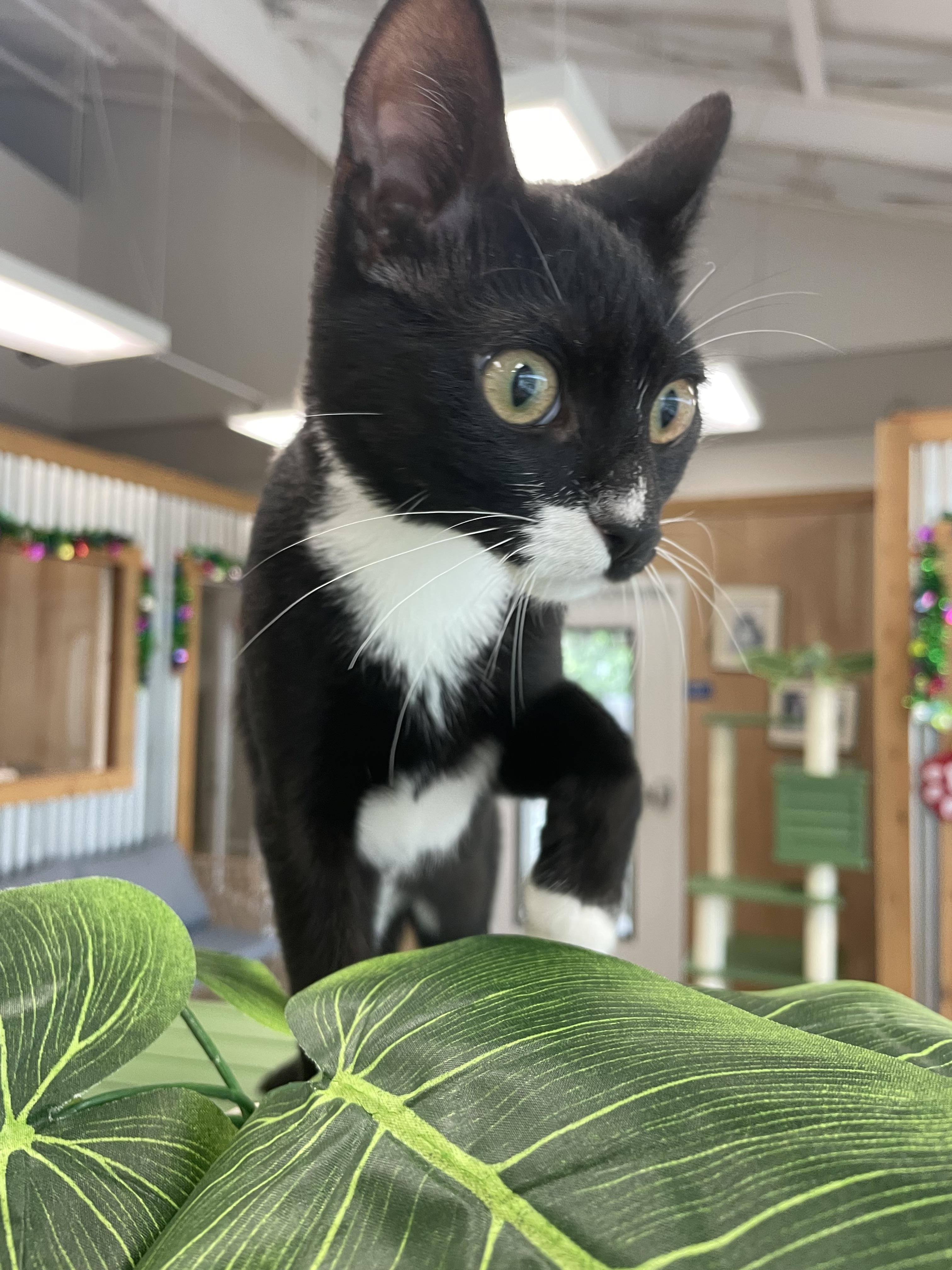 Enlarge Suzy, an adopted Domestic Short Hair in Petaluma, CA image 3/4