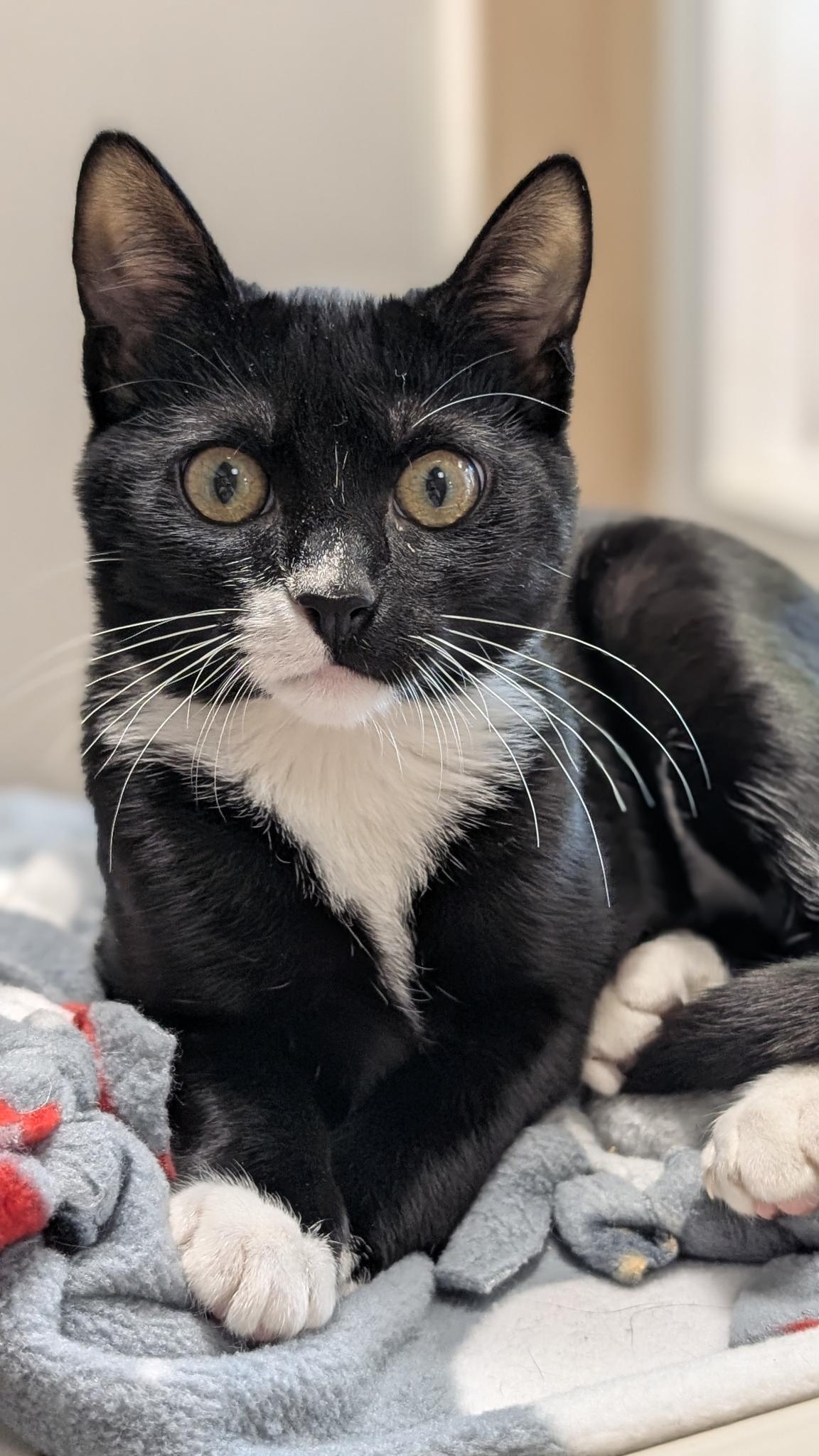 Enlarge Suzy, an adopted Domestic Short Hair in Petaluma, CA image 1/4