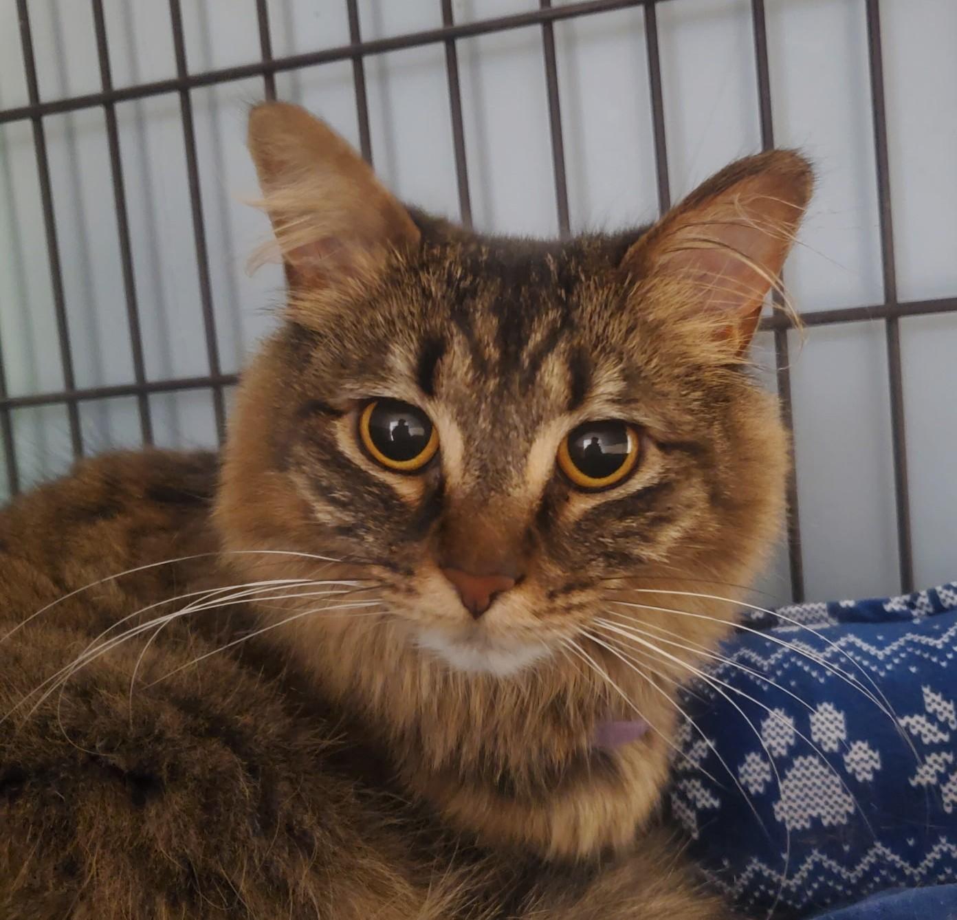 Enlarge Celeste, an adopted Tabby in Spokane, WA image 2/4