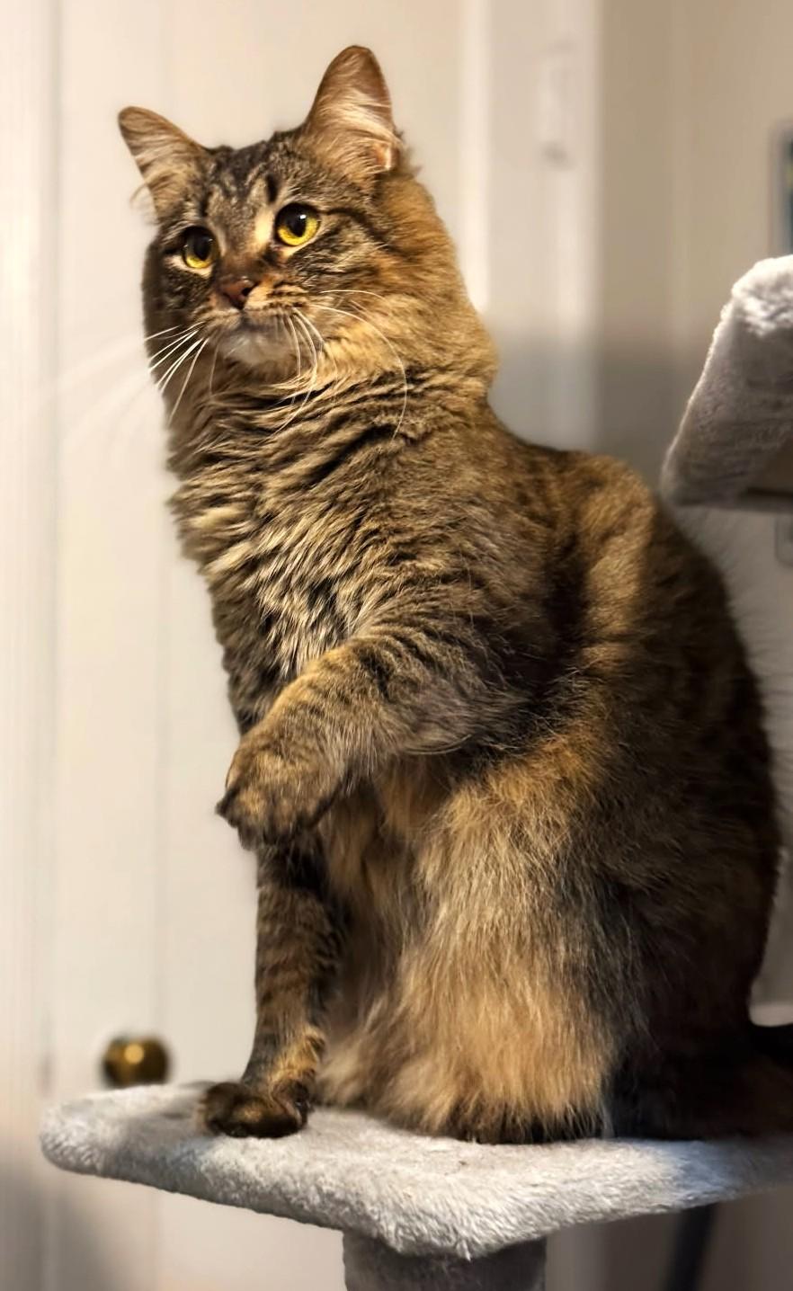 Enlarge Celeste, an adopted Tabby in Spokane, WA image 4/4