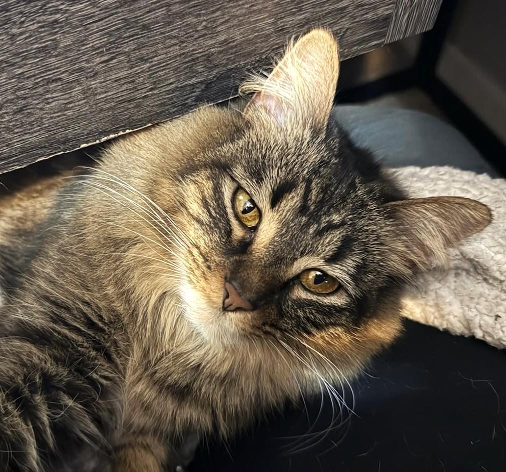 Enlarge Celeste, an adopted Tabby in Spokane, WA image 1/4