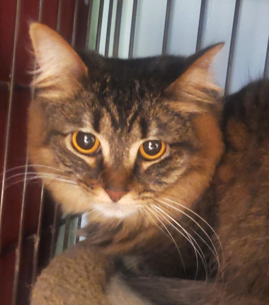 Enlarge Celeste, an adopted Tabby in Spokane, WA image 3/4