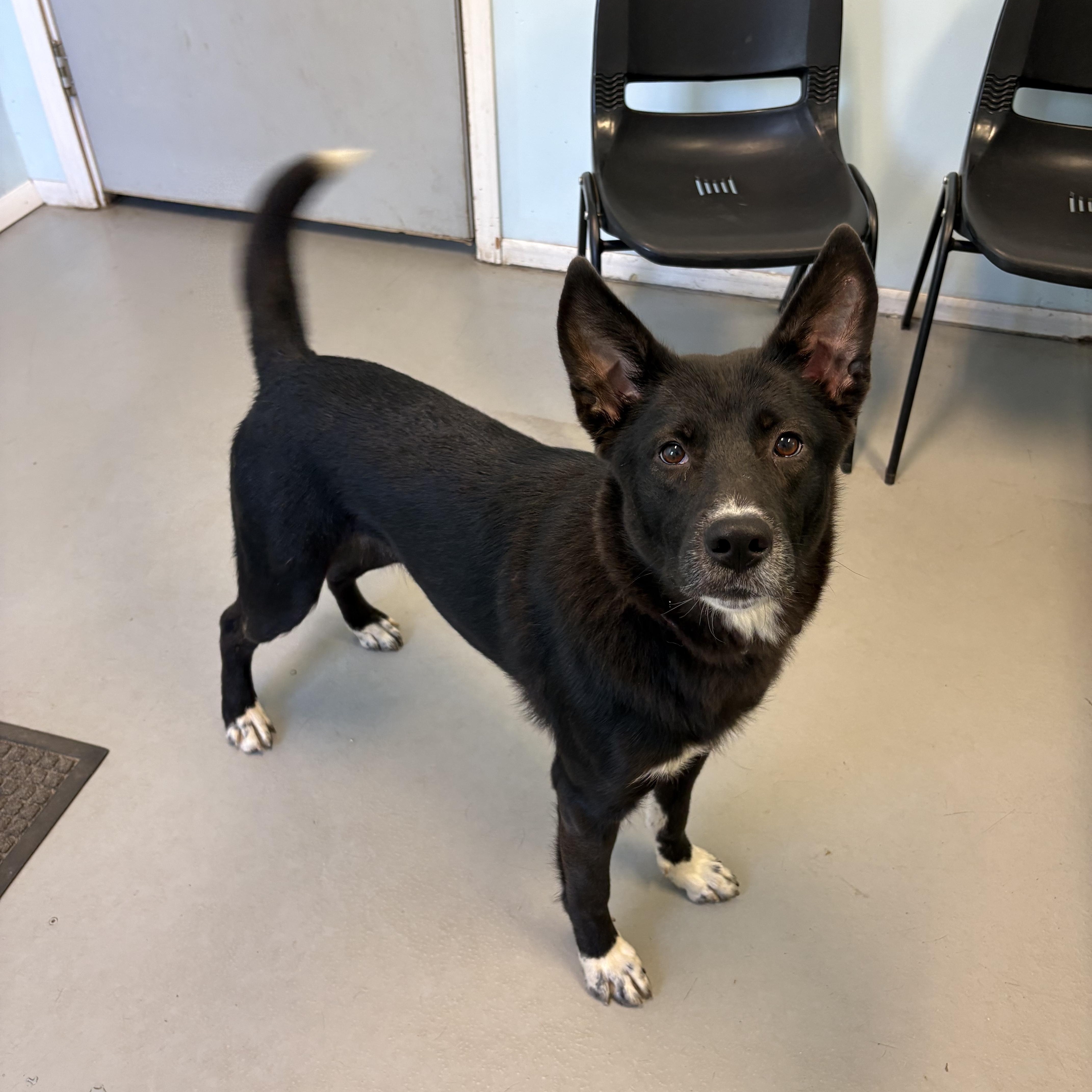Nyah, a ADOPTABLE Mixed Breed in Big Rapids, MI image 1/4