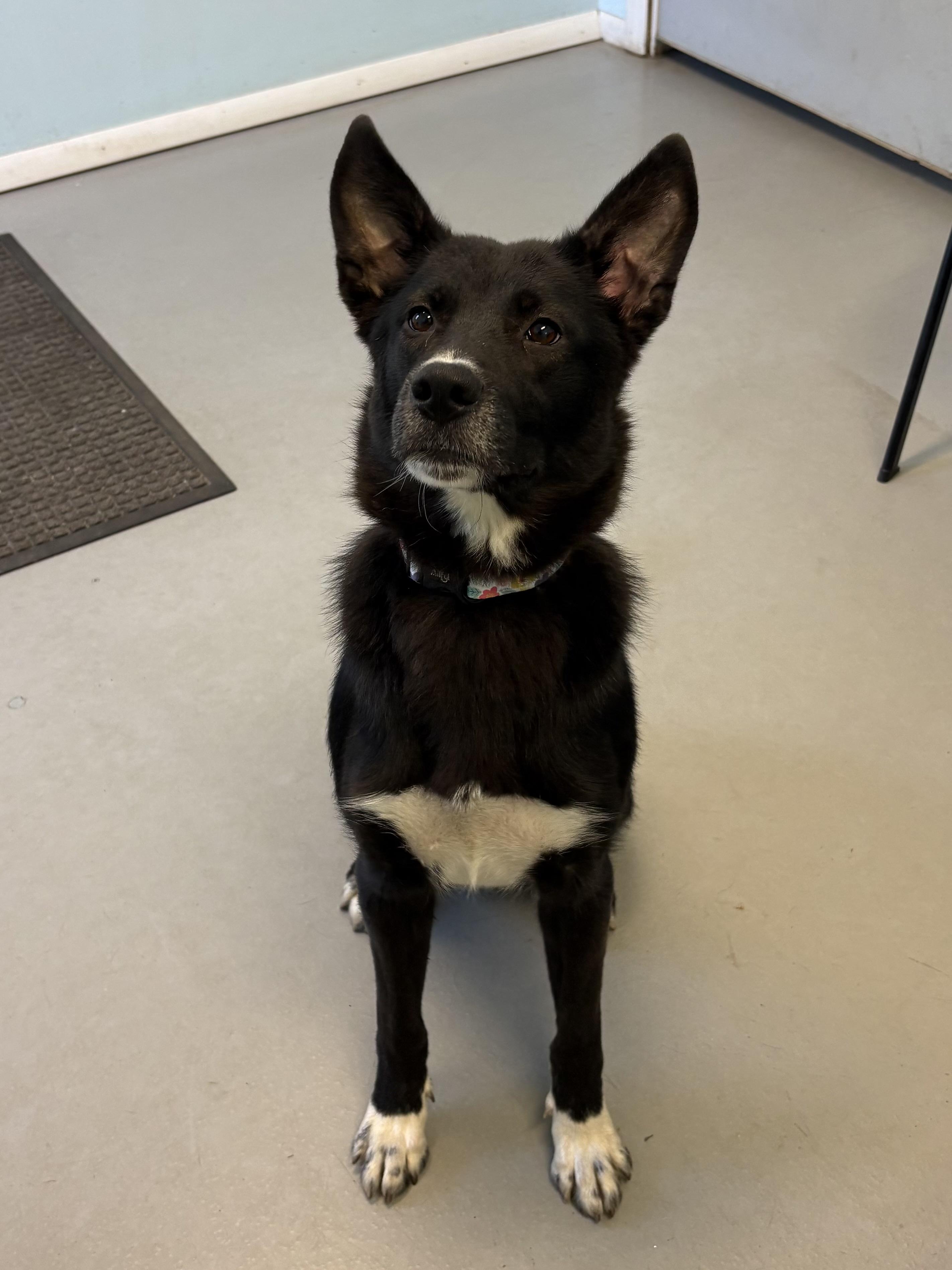 Nyah, a ADOPTABLE Mixed Breed in Big Rapids, MI image 3/4