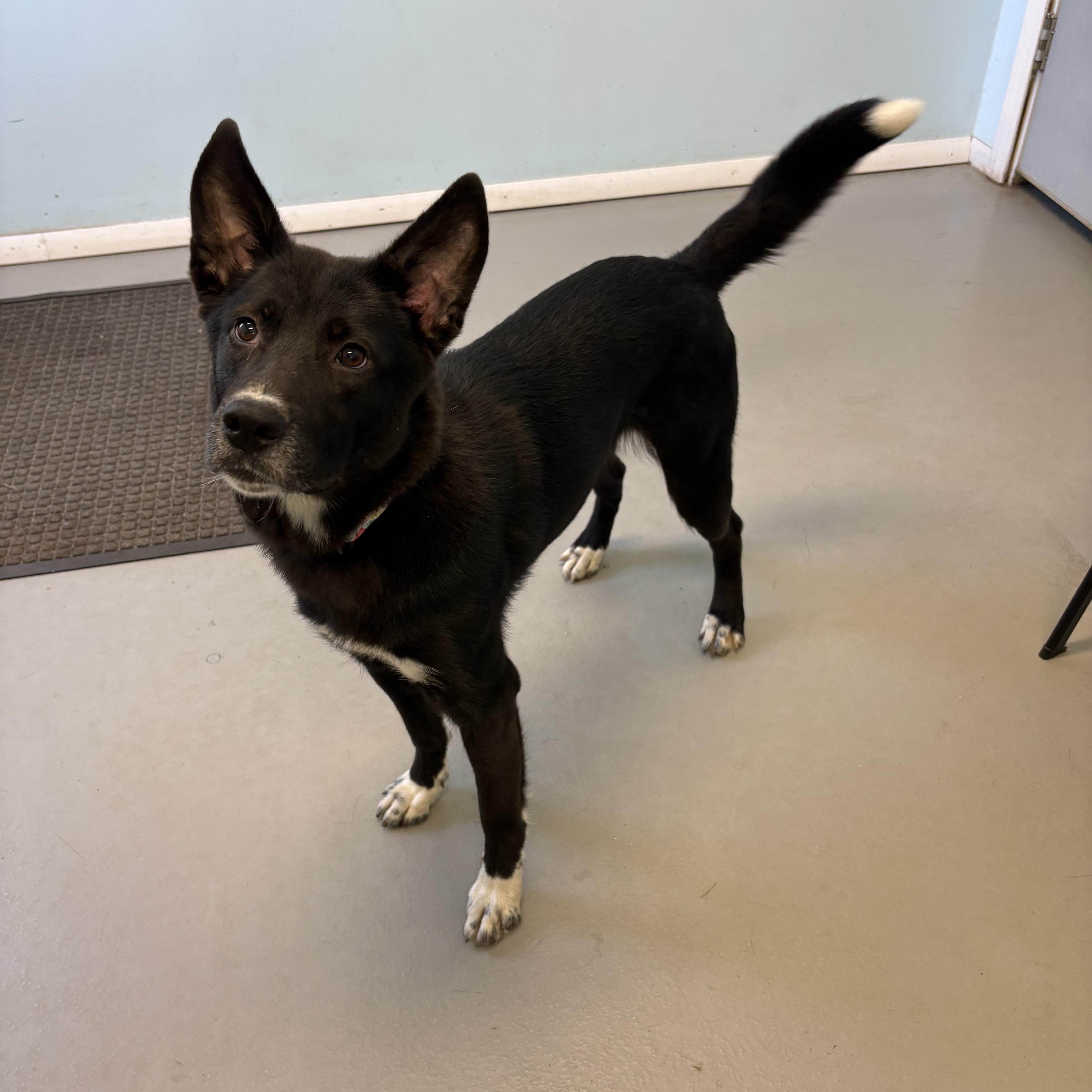 Nyah, a ADOPTABLE Mixed Breed in Big Rapids, MI image 2/4