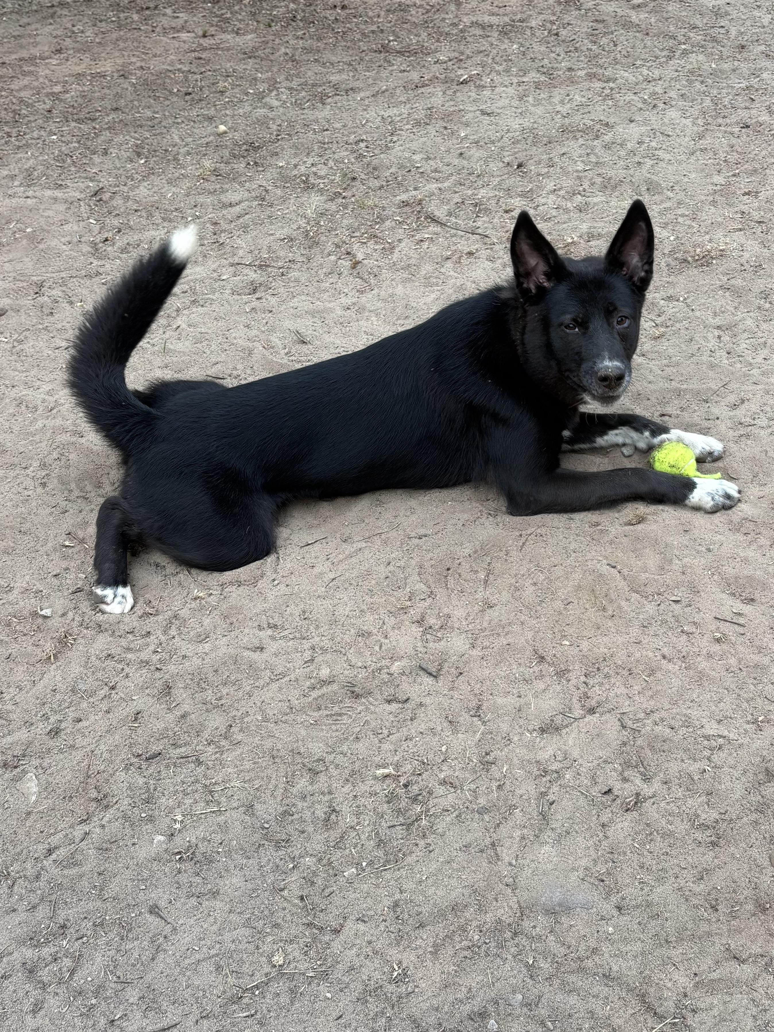 Nyah, a ADOPTABLE Mixed Breed in Big Rapids, MI image 4/4