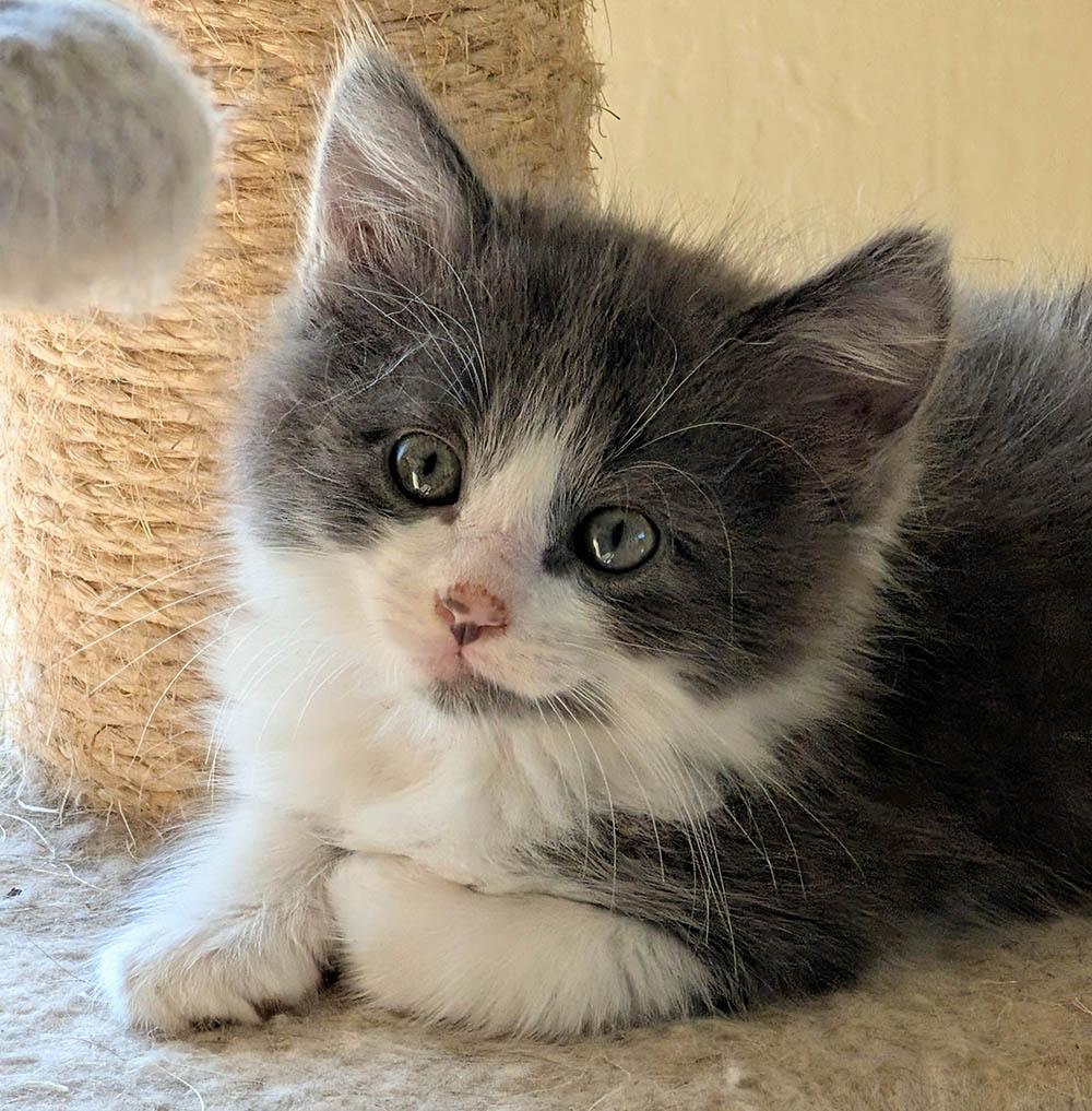 Athena, Adopted, Kitten Female Domestic Long Hair.