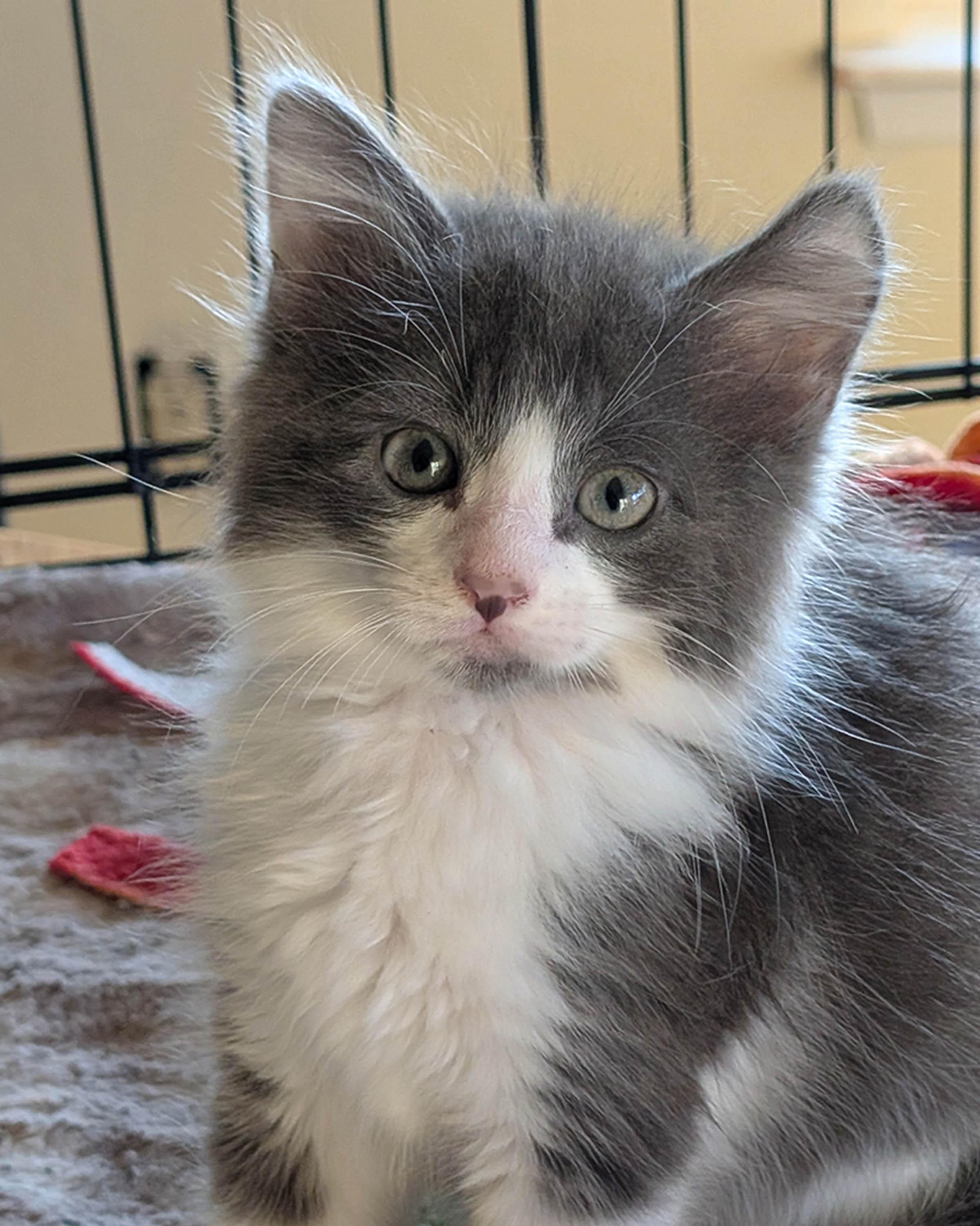 Athena, a Adopted Domestic Long Hair in Herald, CA image 2/3